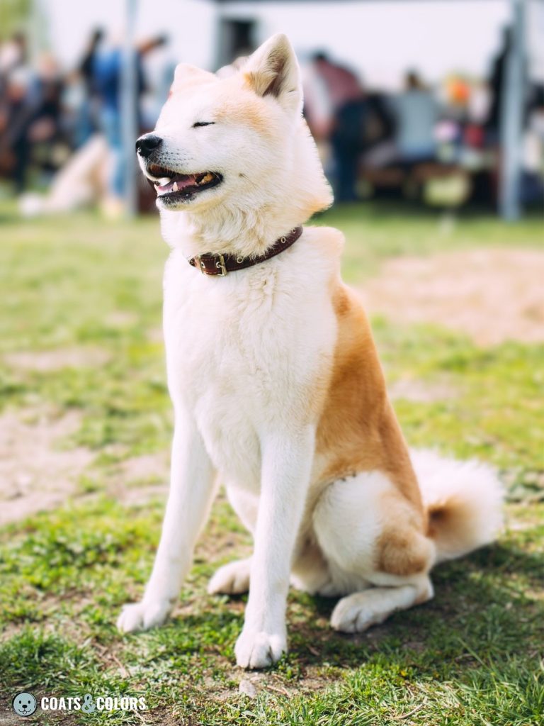 Japanese Akita Inu Coat Colors red white legs