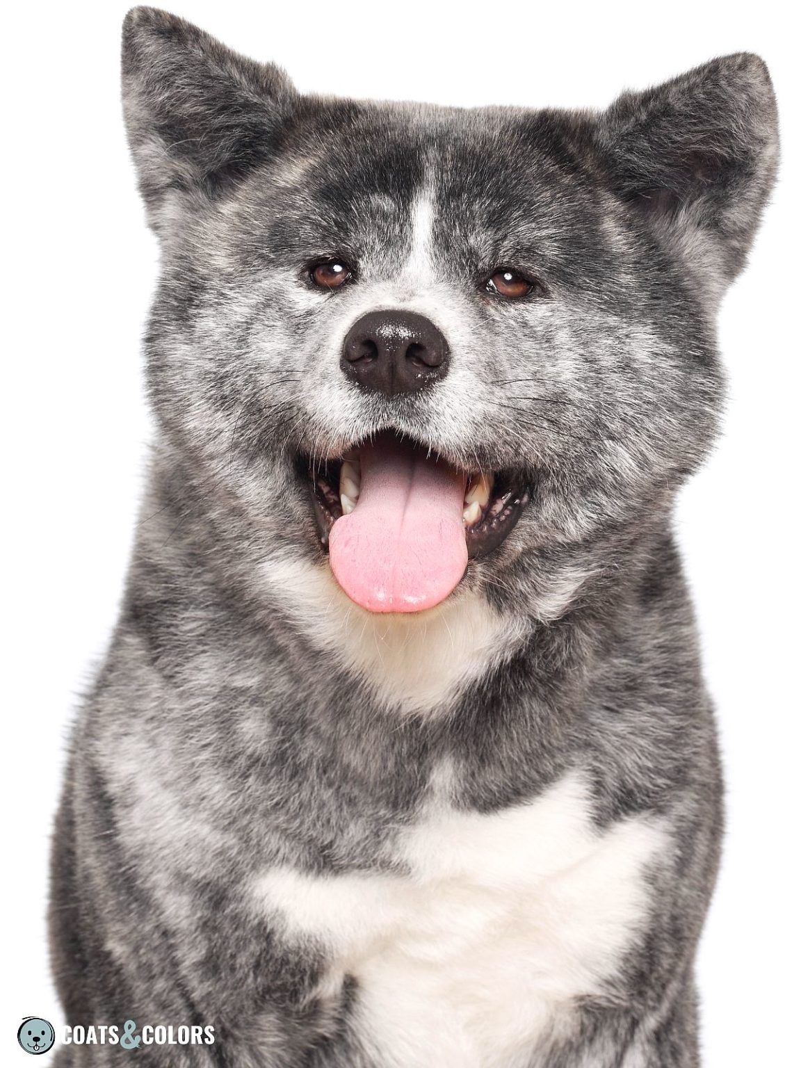 Japanese Akita Inu Coat Colors | Coats and Colors