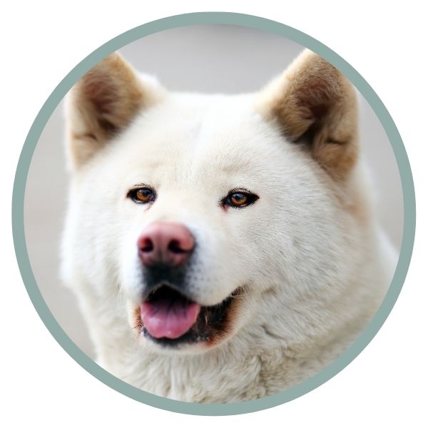 Japanese Akita Inu Coat Colors snow nose