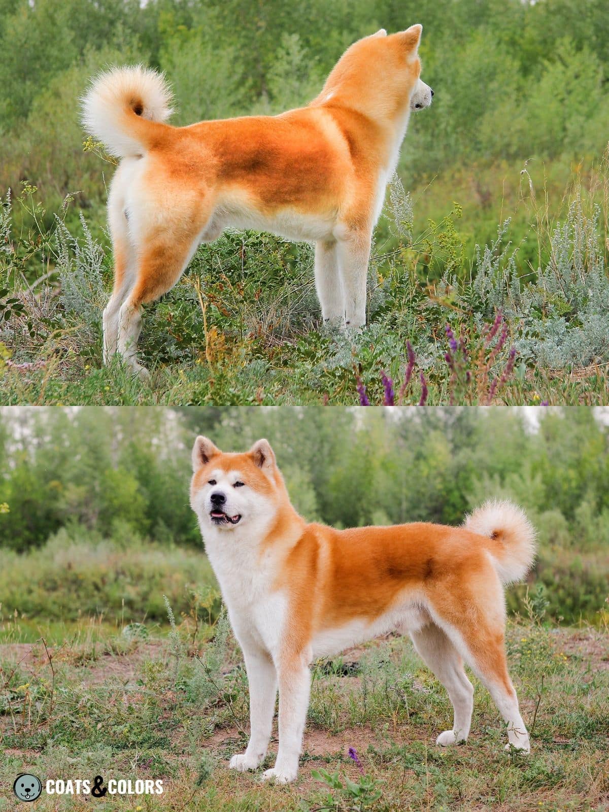 Japanese Akita Inu Coat Colors Coats And Colors