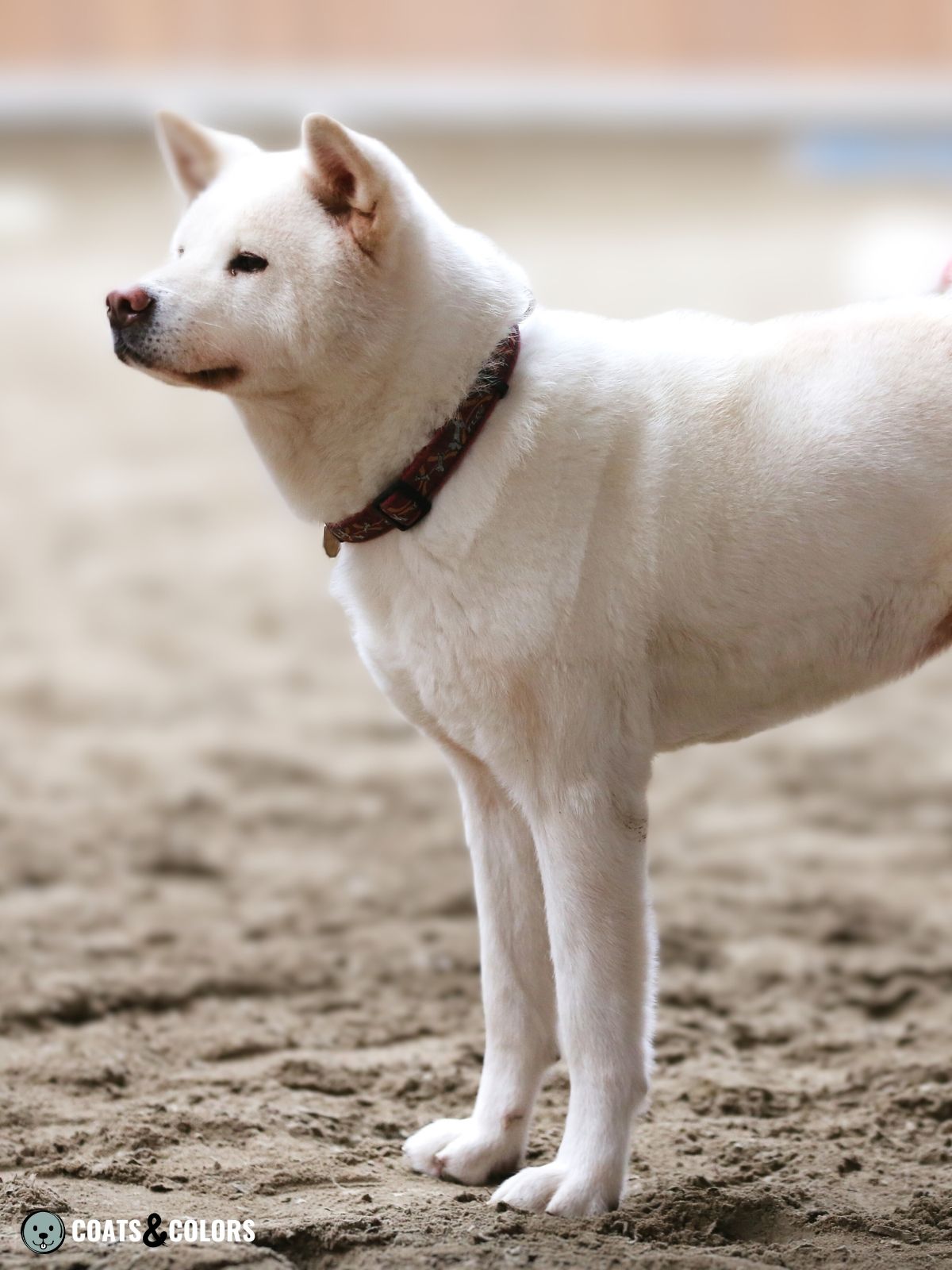 Akita sales inu white