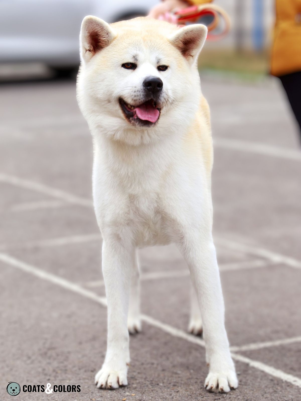 Japanese Akita Inu Coat Colors | Coats and Colors