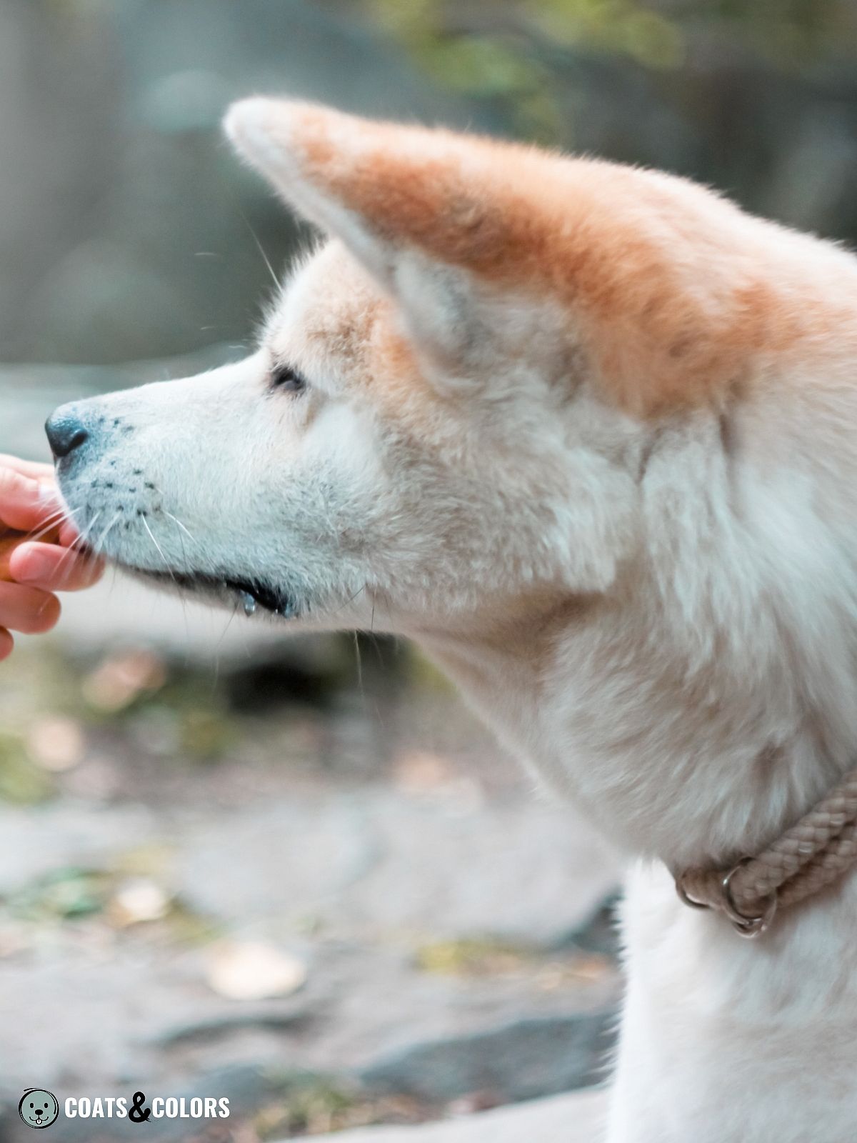 Japanese Akita Inu Coat Colors white dog red ears