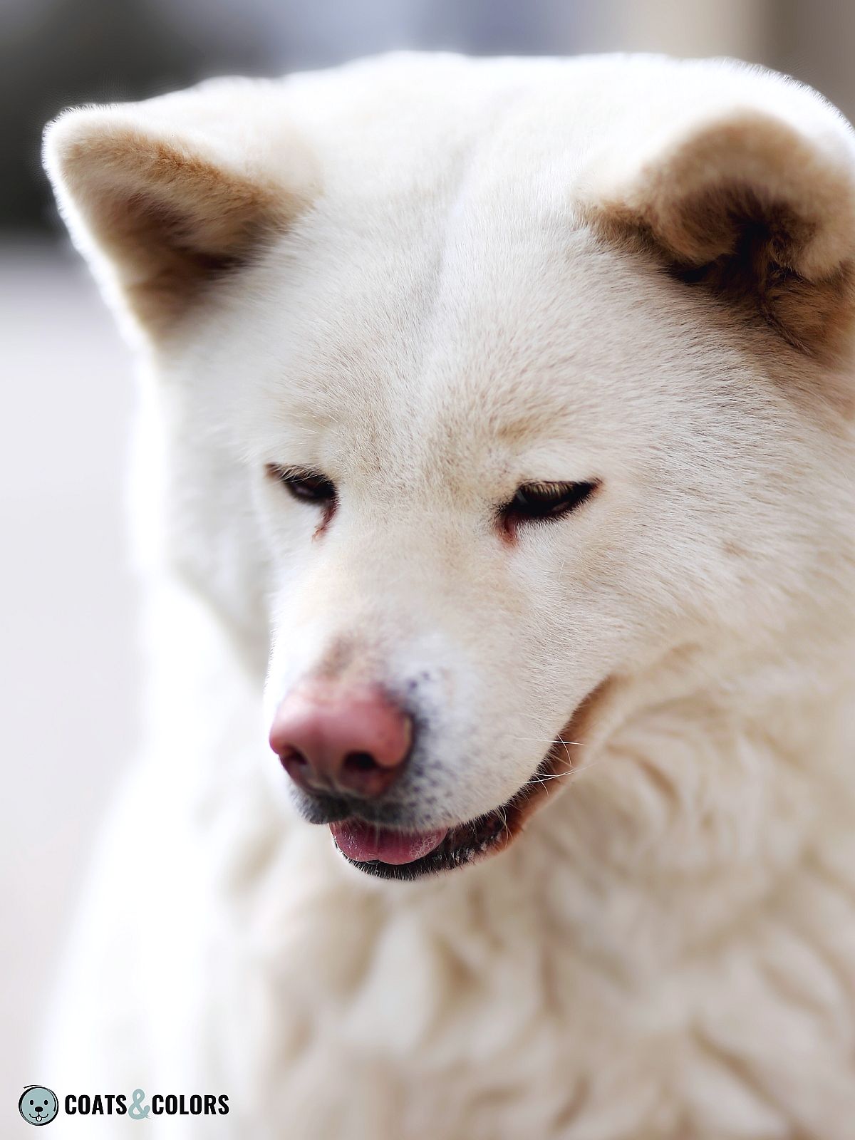 Japanese Akita Inu Coat Colors white dog