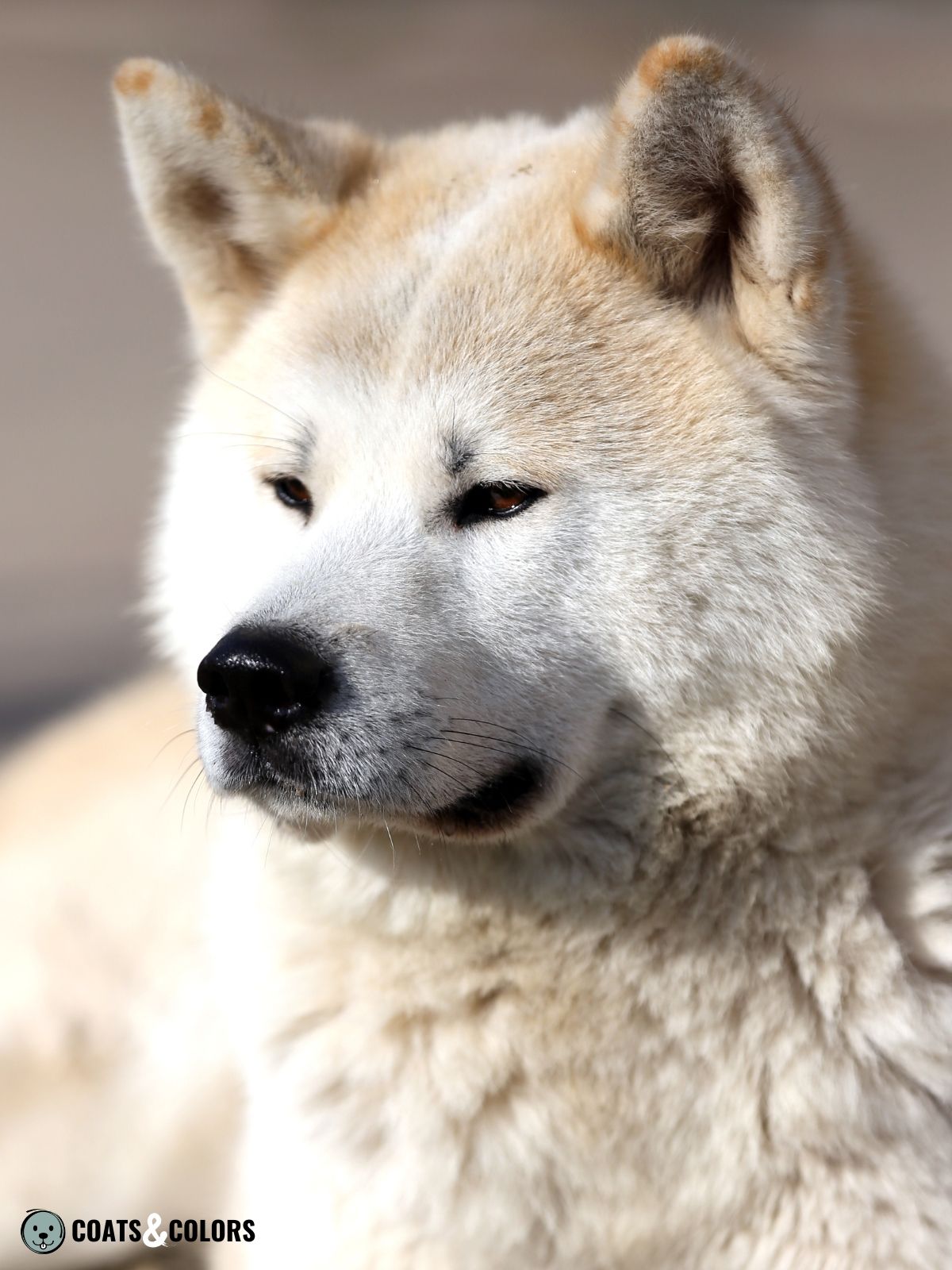 Japanese Akita Inu Coat Colors white ear shading