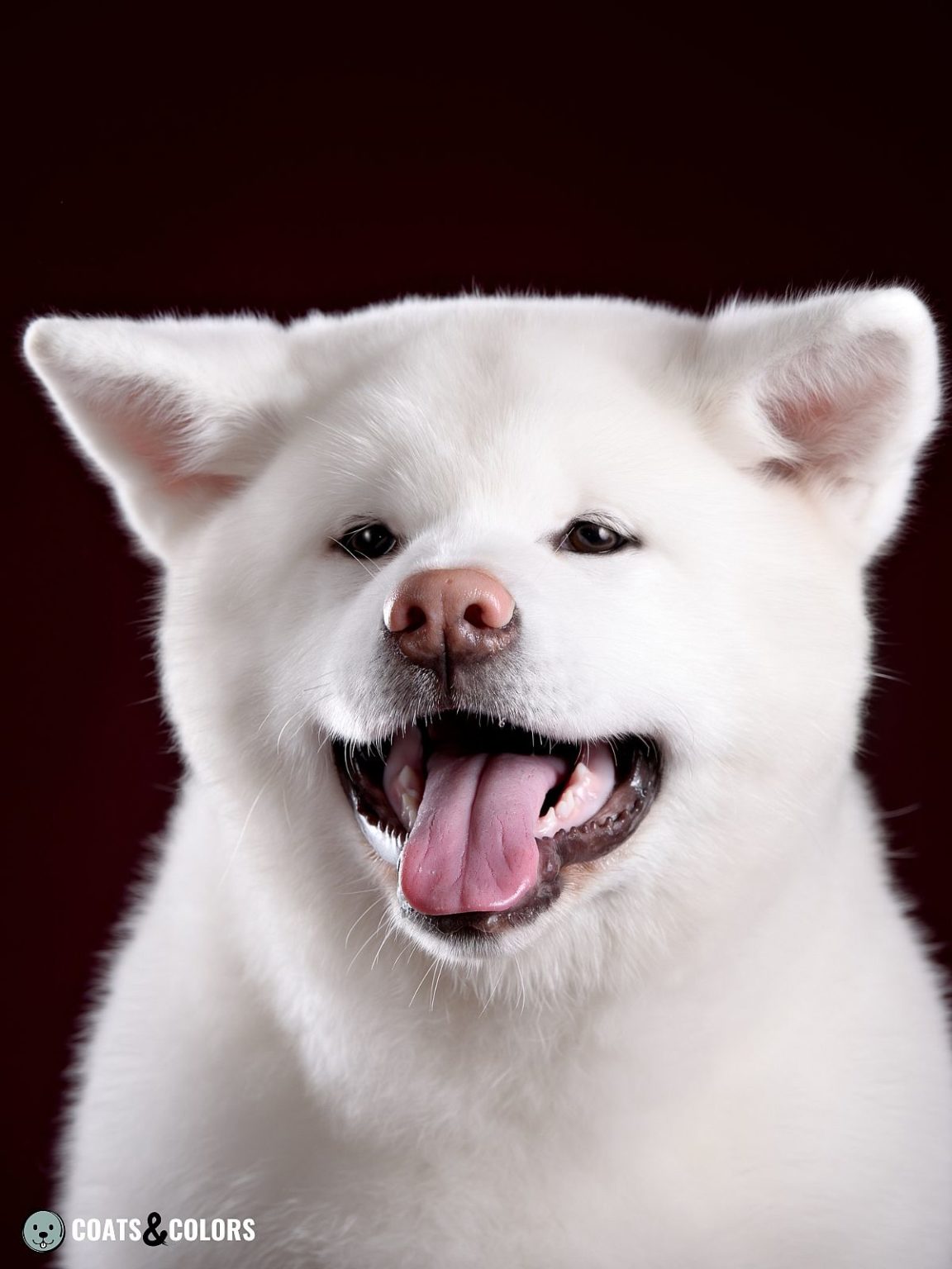 Japanese Akita Inu Coat Colors | Coats and Colors