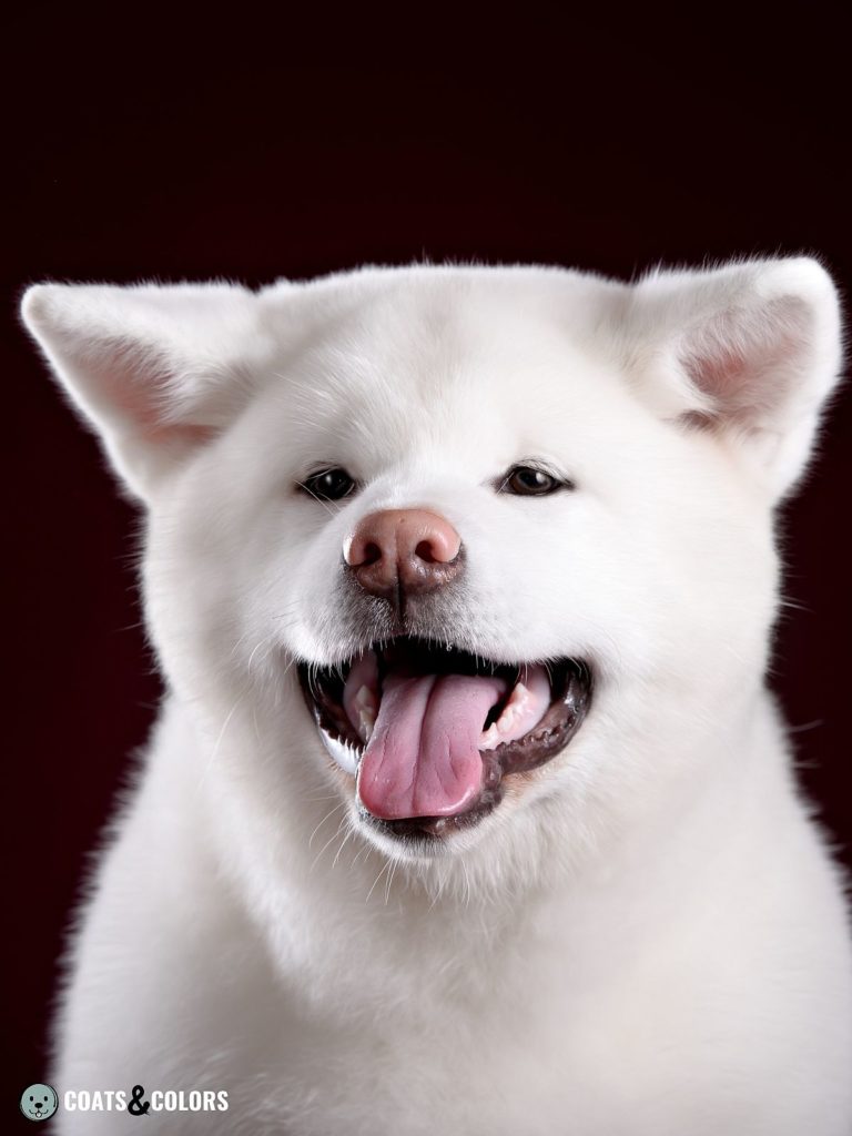 Japanese Akita Inu Coat Colors white pink nose