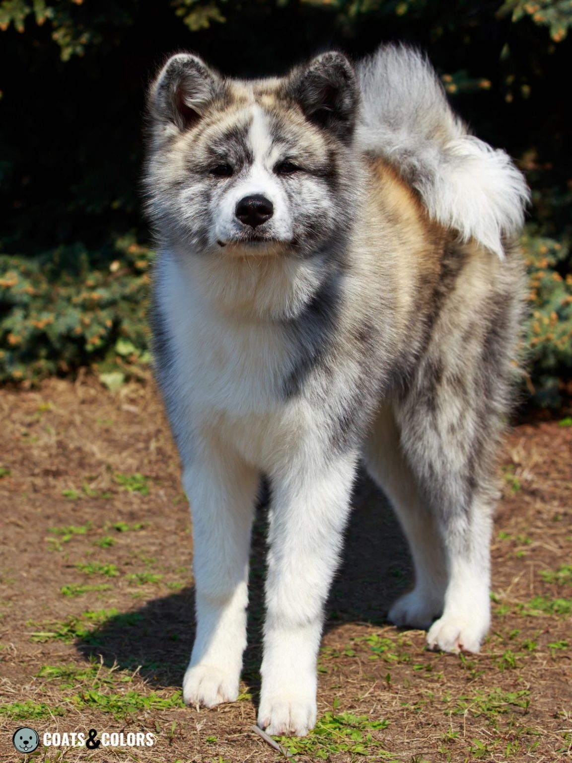 Japanese Akita Inu Coat Colors | Coats and Colors