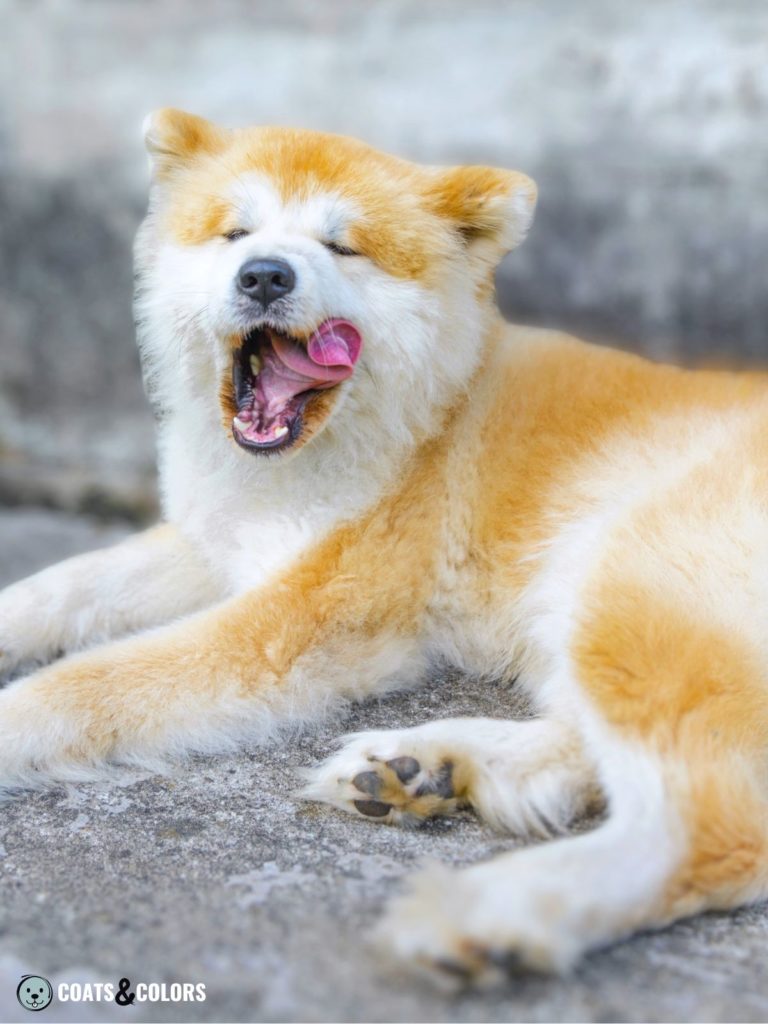 Japanese Akita Inu Coat Types long