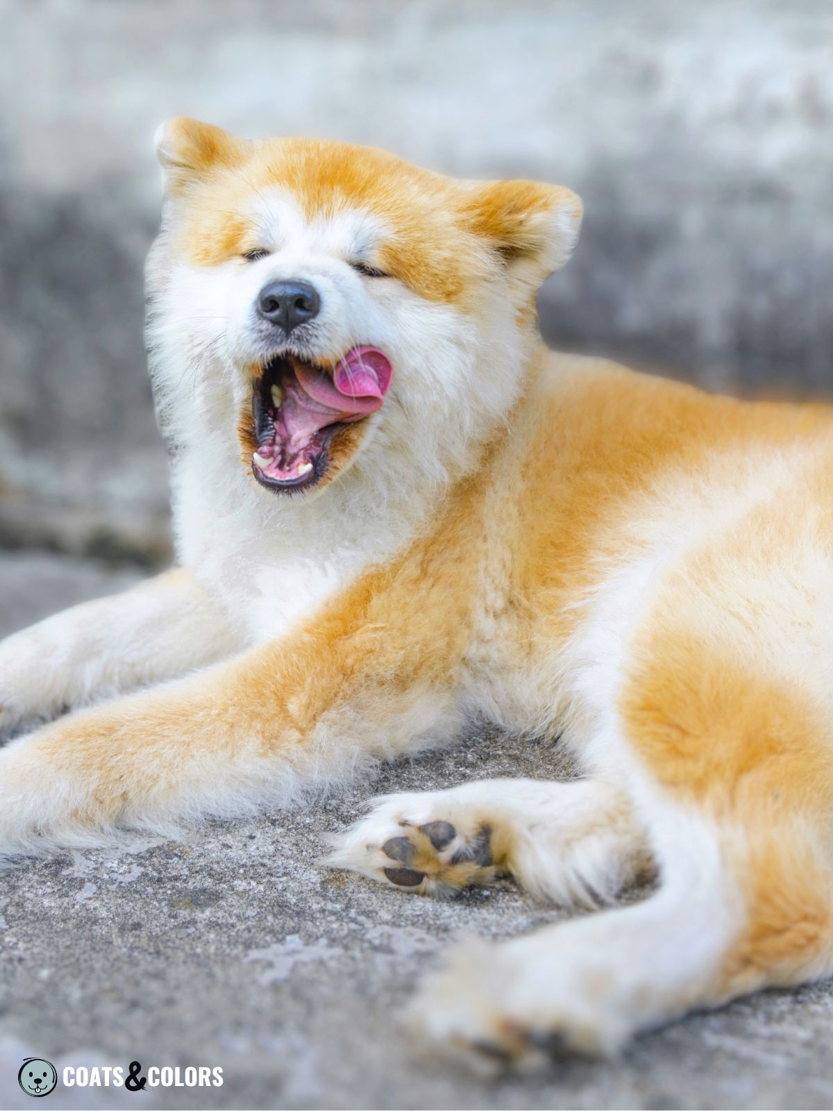 Japanese Akita Inu Coat Colors | Coats and Colors