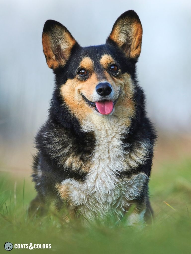 Black and tan store corgi