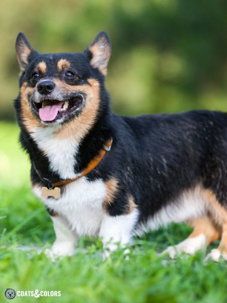 Pembroke Welsh Corgi Coat Colors | Coats and Colors