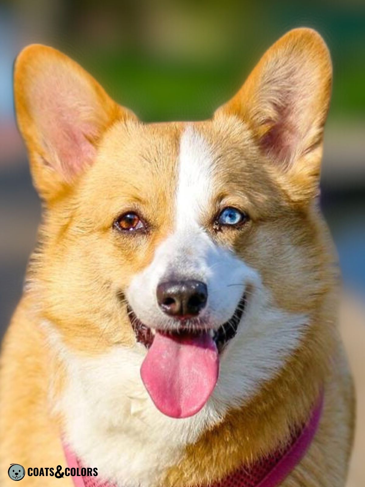 Corgis with blue store eyes