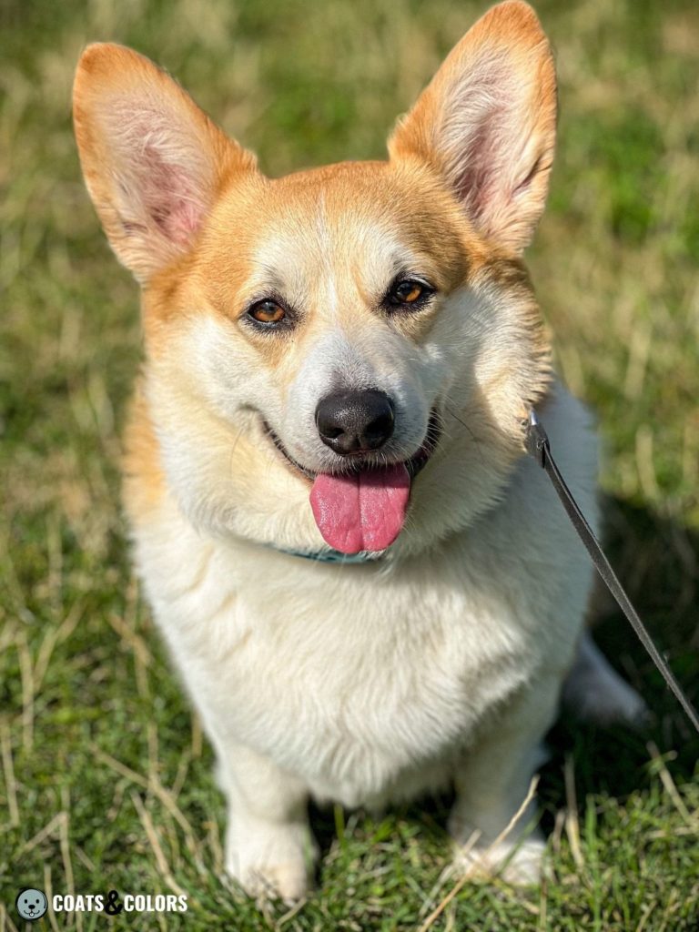 Welsh Corgi Pembroke coat colors countershading