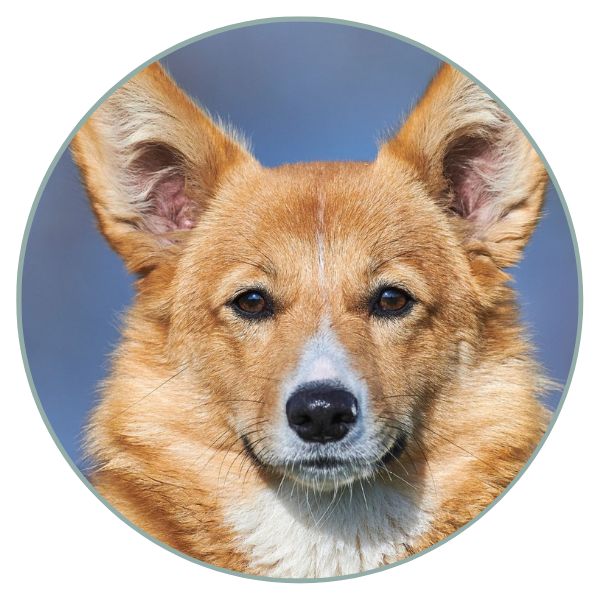 Welsh Corgi Pembroke coat colors eye nose