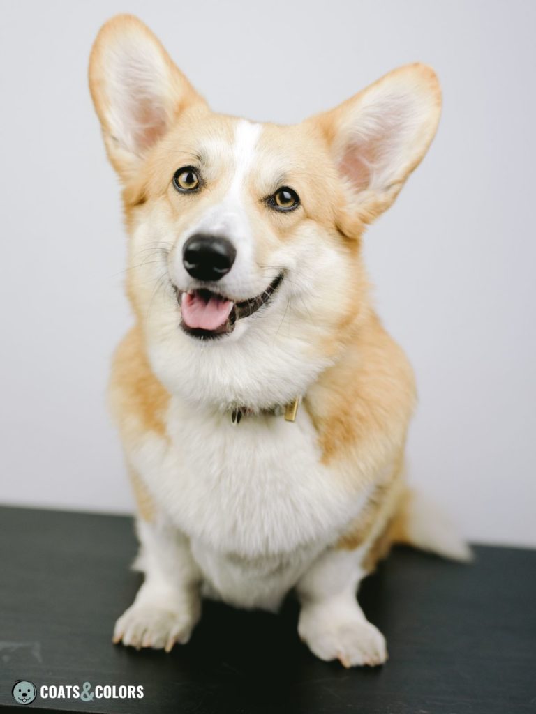 Corgi gray 2024