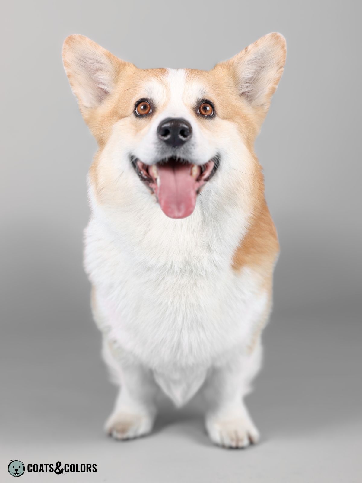 Pembroke Welsh Coat Colors Coats and Colors