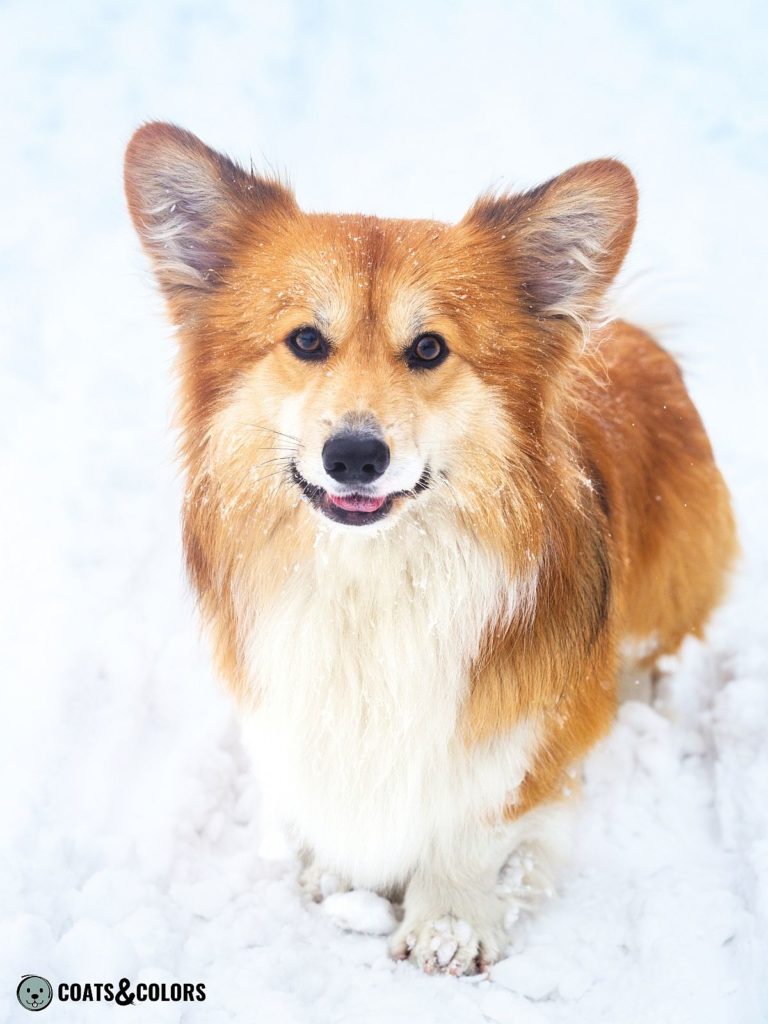 Welsh corgi hot sale fluffy