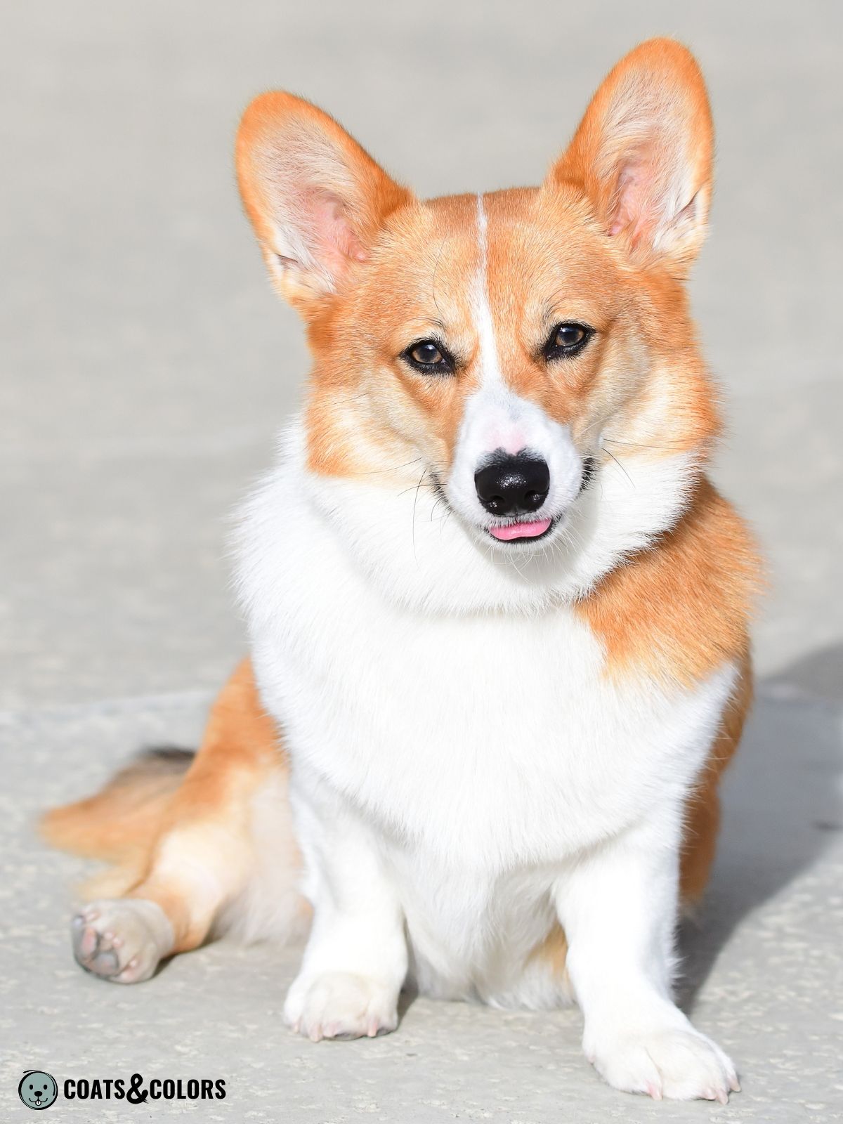 Pembroke Welsh Corgi Coat Colors | Coats and Colors