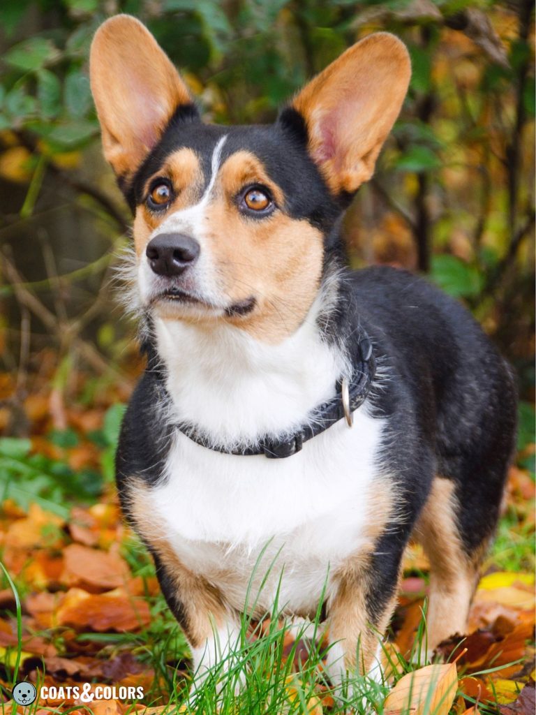 Welsh Corgi Pembroke coat colors red headed tri capped 2