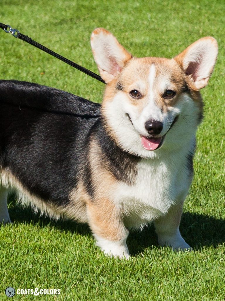 Tricolor corgi store