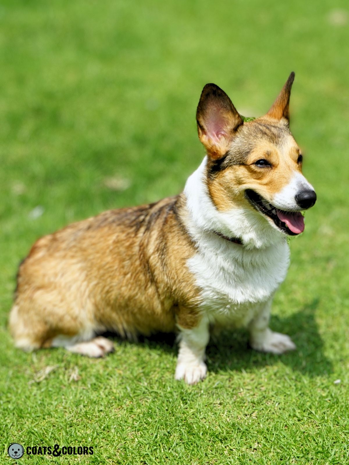 Black and white spotted sales corgi