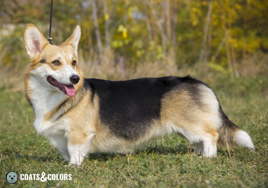 Welsh Corgi Pembroke coat colors saddle tri