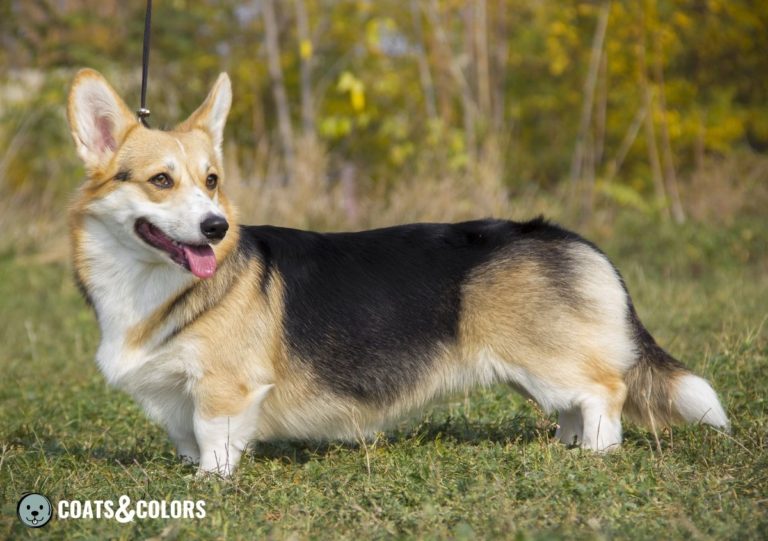 Pembroke Welsh Corgi Coat Colors Coats And Colors pembroke-welsh-corgi-coat-colors-coats-and-colors