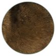 coat color patterns brown American Akita