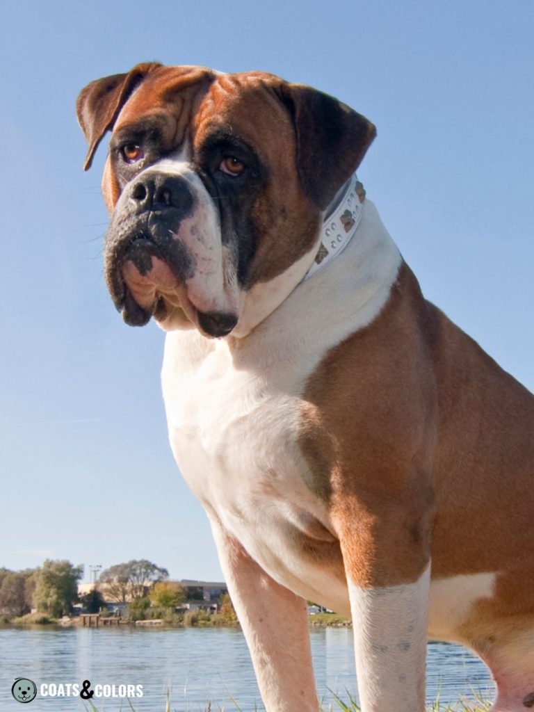 American Bulldog Coat Colors Red white black mask