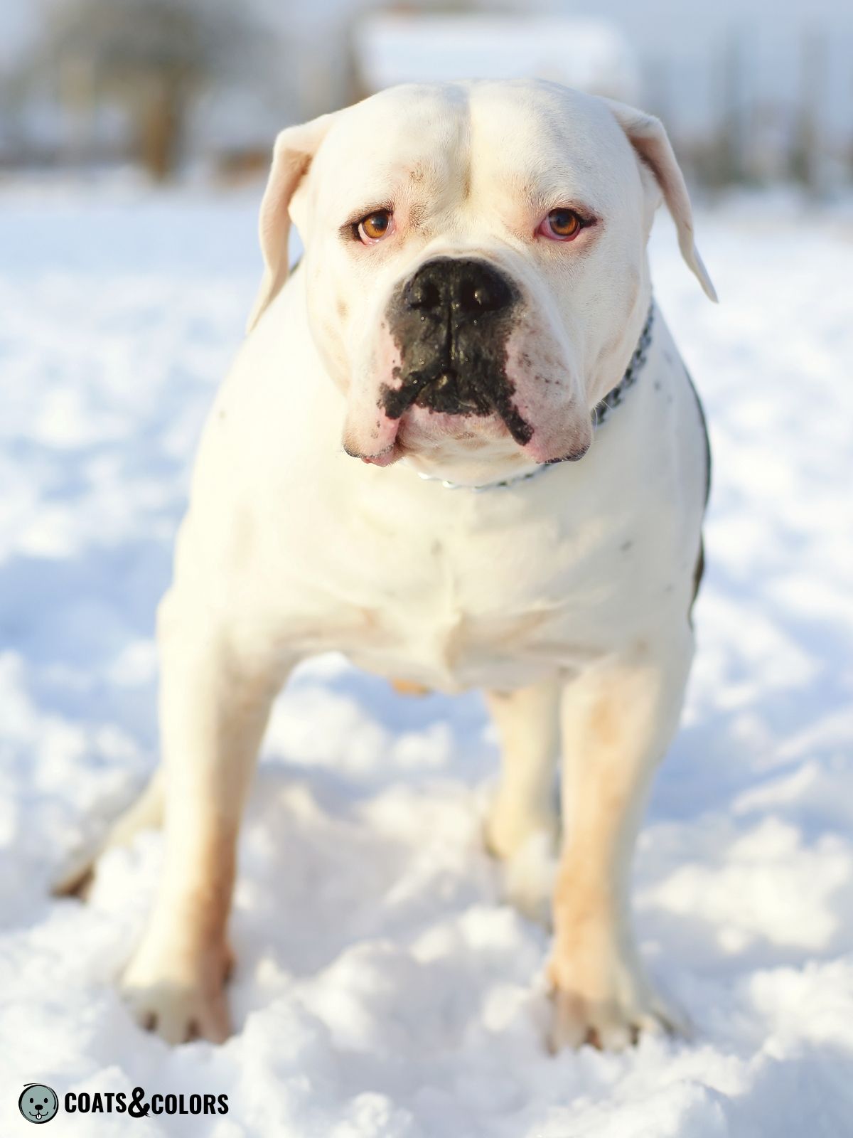 American Bulldog Coat Colors | Coats and Colors