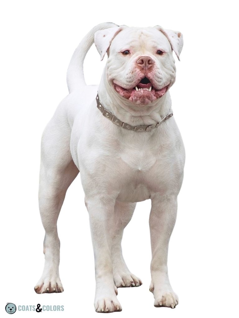 American Bulldog Coat Colors White brown nose