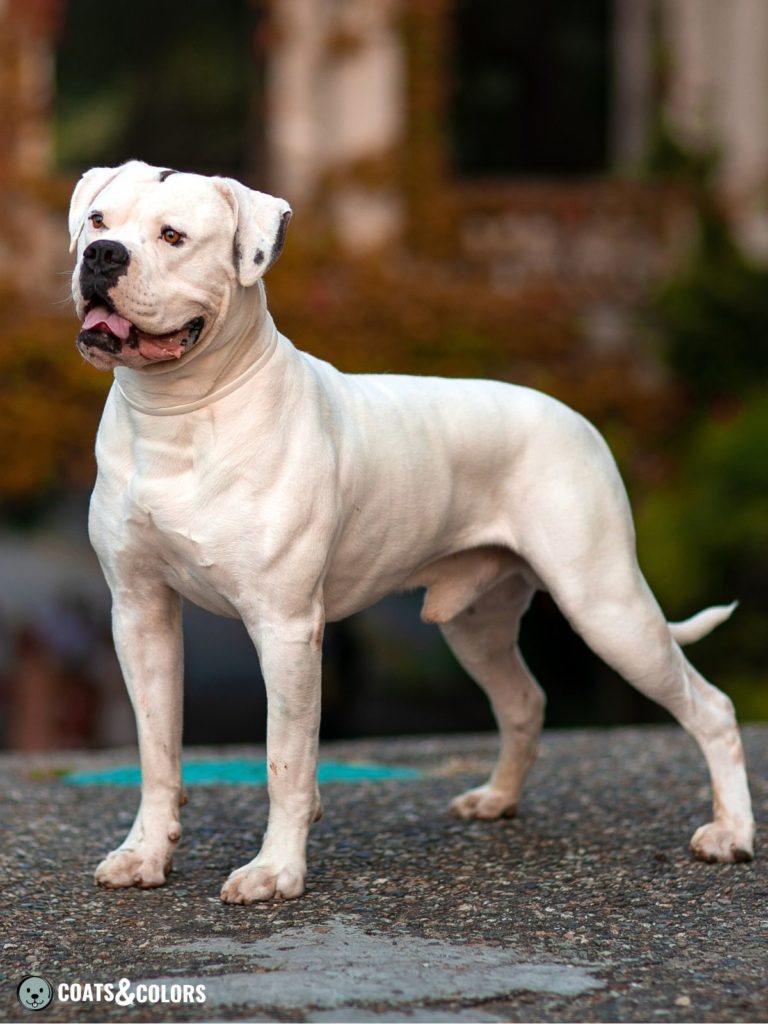 American Bulldog Coat Colors all white