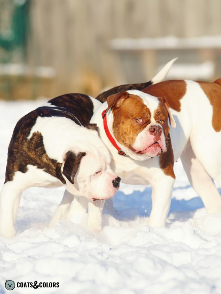 American Bulldog Coat Colors black vs brown