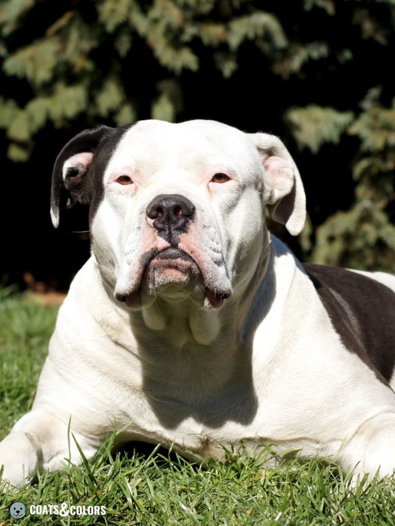 White clearance american bulldog