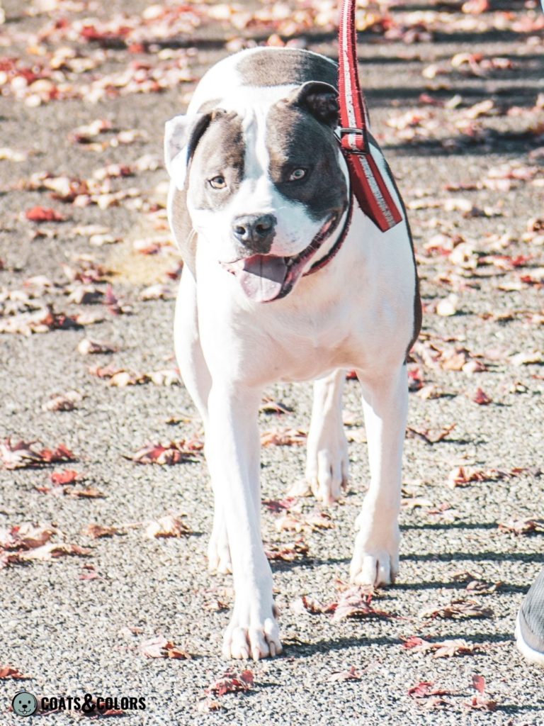 American Bulldog Coat Colors blue