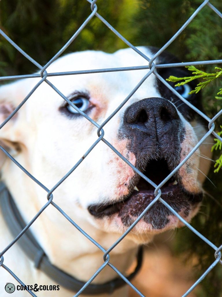 American Bulldog Coat Colors blue eyes