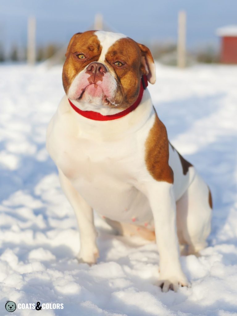 American Bulldog Coat Colors brown brindle white