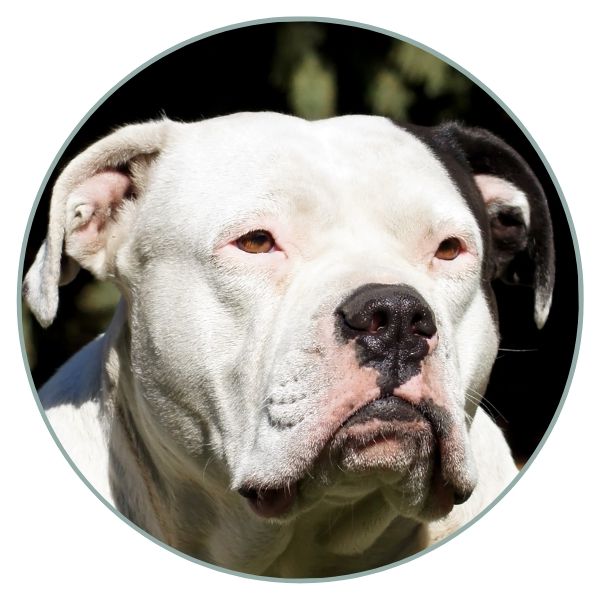 American Bulldog Coat Colors eye nose color pink eye rim