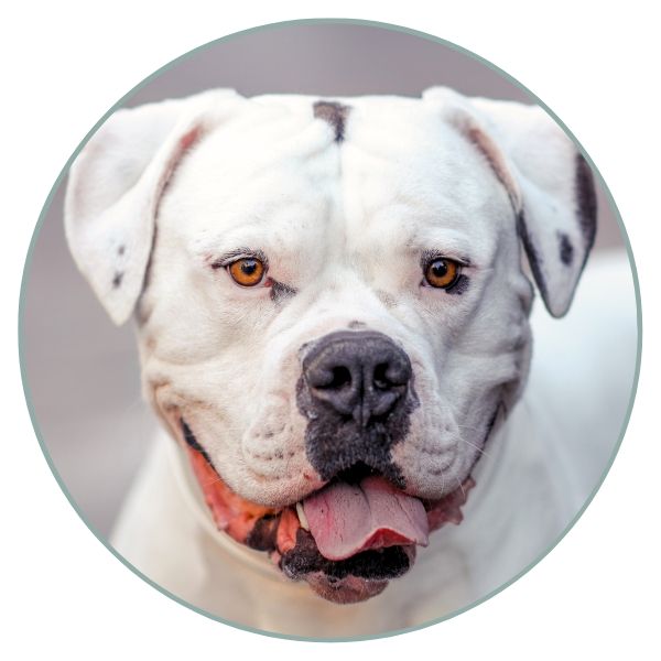 American Bulldog Coat Colors eye nose color