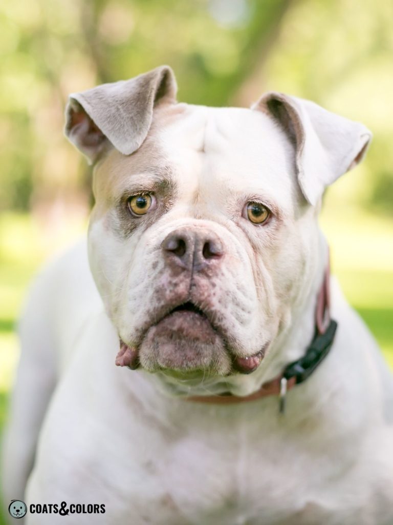 American Bulldog Coat Colors lilac fawn