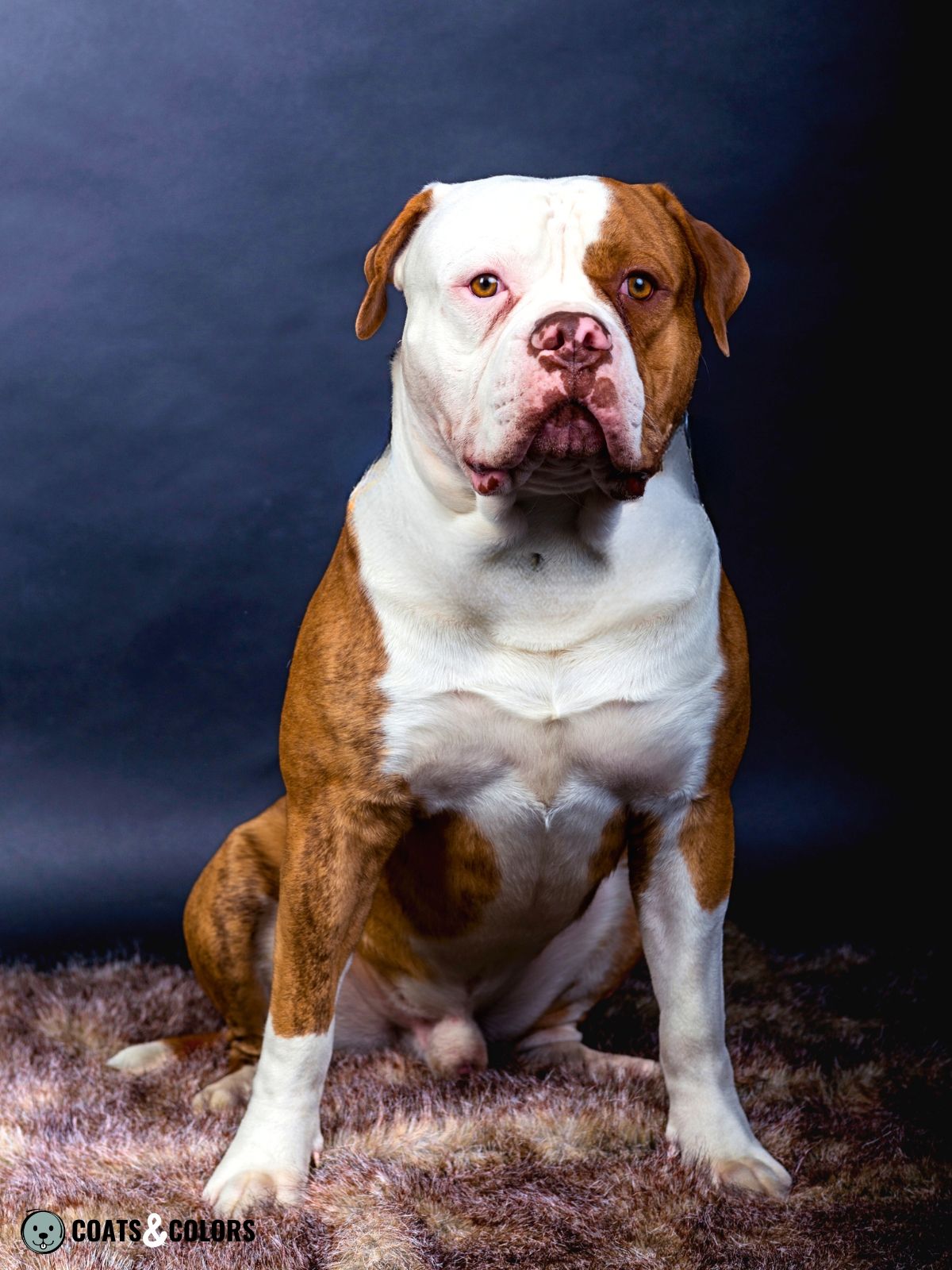 American Bulldog Coat Colors Coats and Colors