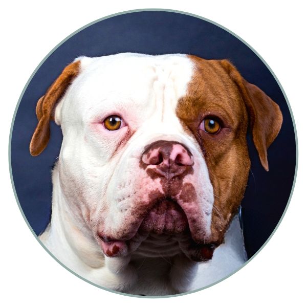 American Bulldog Coat Colors liver nose