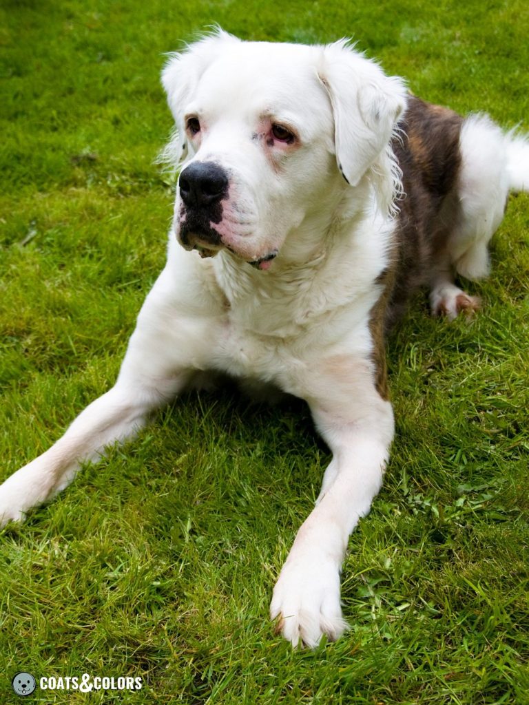 Long store haired bulldog