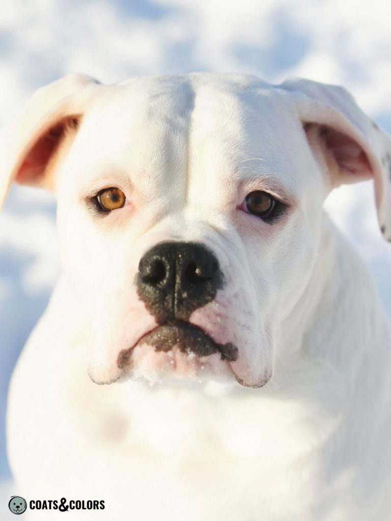 American Bulldog Coat Colors solid white