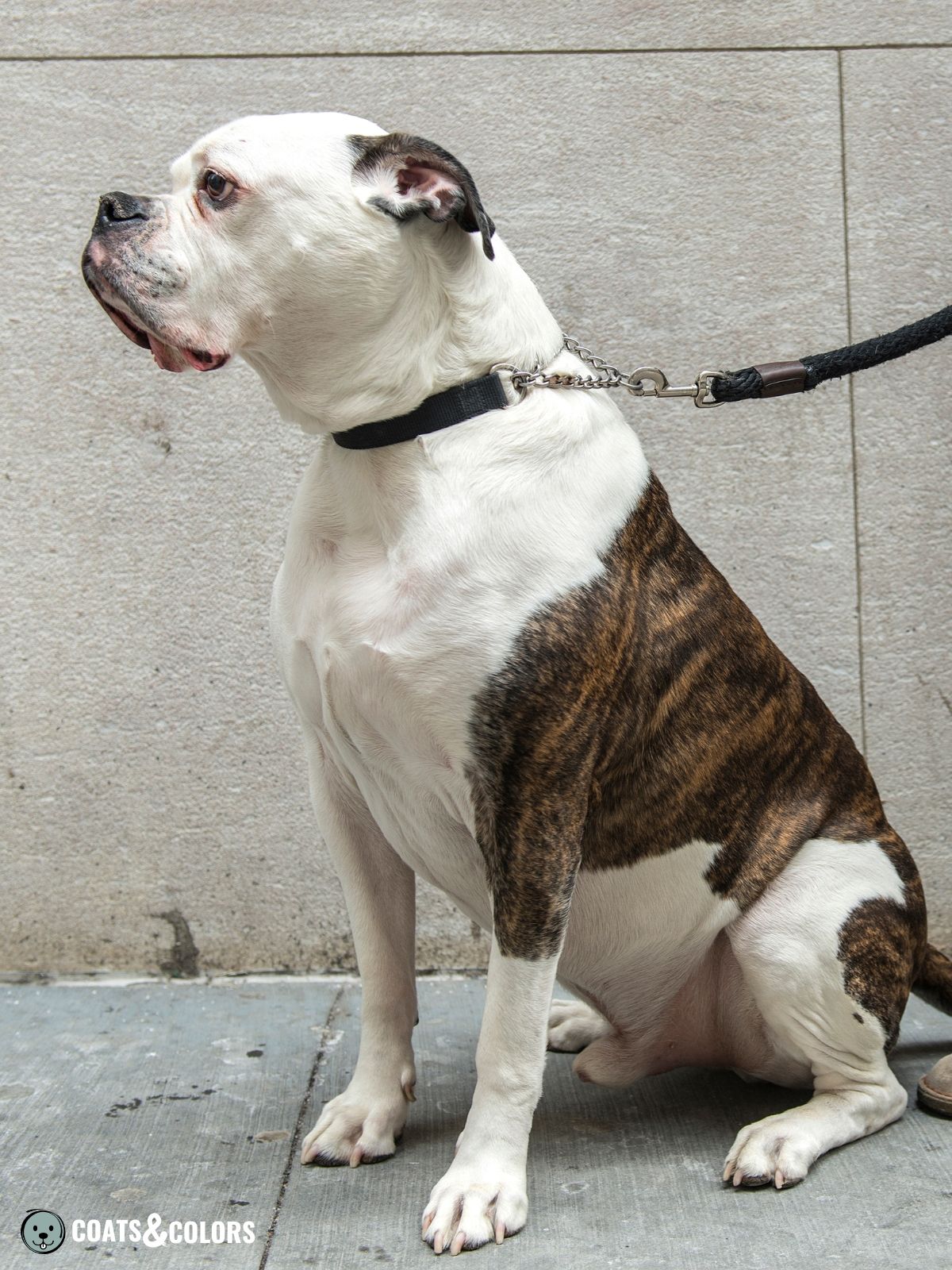 American Bulldog Coat Colors | Coats and Colors