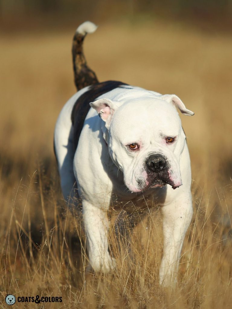 American Bulldog Coat Colors whitehead brindle