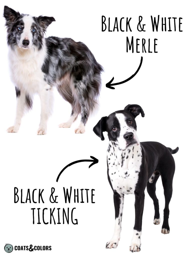 Merle vs Ticking example black white dogs