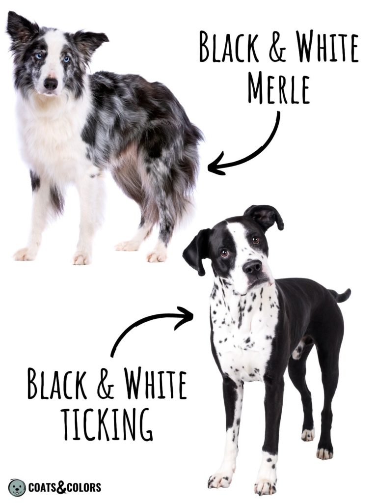 Ticking vs. Merle What s The Difference Coats and Colors