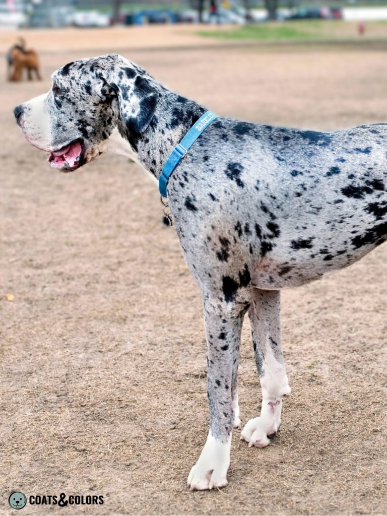 Merle vs Ticking merle Great Dane